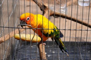 Une cage de nuit pour nos perroquets (objectifs, avantages, inconvénients)