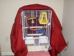 Une cage de nuit pour nos perroquets (objectifs, avantages, inconvénients)