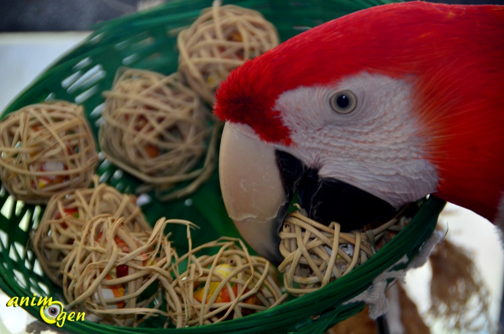 Jouet : fabriquez un nid garni pour vos perroquets (tutoriel, test, avis, prix)