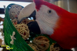 Jouet : fabriquez un nid garni pour vos perroquets (tutoriel, test, avis, prix)