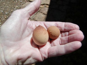 L'aspect anormal des oeufs de poule