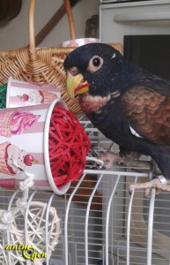 Le gobelet à glace en carton, une gourmandise quatre saisons pour nos perroquets