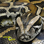 L'invasion du Python birman (Python bivittatus) dans les Everglades