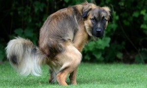Béziers déclare la guerre aux crottes avec le fichage ADN des chiens