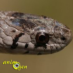 La couleuvre brune, Storeria dekayi (alimentation,reproduction,comportement)