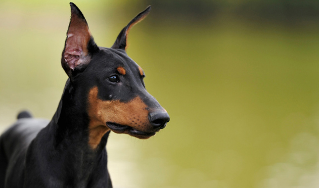 doberman-chiens-races-histoire-%C3%A9lev