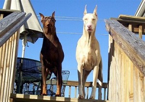 Le doberman, un athlète tout en élégance (origines, éducation, caractère)