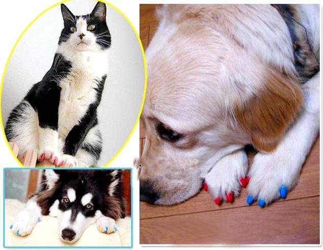 Accessoire : les faux ongles pour chats (Soft Claws)