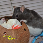 La reproduction chez les rats de compagnie : de la naissance au sevrage