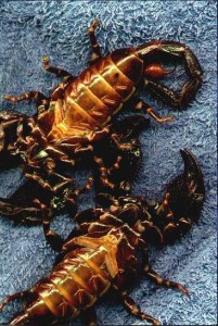 Mâle ou femelle, comment sexer un scorpion empereur ? (astuces et images)