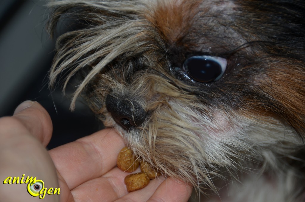 Alimentation : croquettes pour chien Hill's Ideal Balance sans céréales (test, avis, prix)
