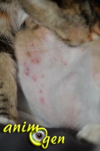 L'allergie du chat aux puces, dermatite allergique des puces (symptômes, soins, traitement)