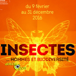 Exposition "Insectes...Hommes et Biodiversité" à Poitiers (86), du 09 février au 31 décembre 2016