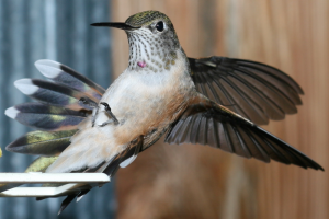 Les super pouvoirs des colibris, petits bolides de précision