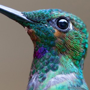 Les super pouvoirs des colibris, petits bolides de précision