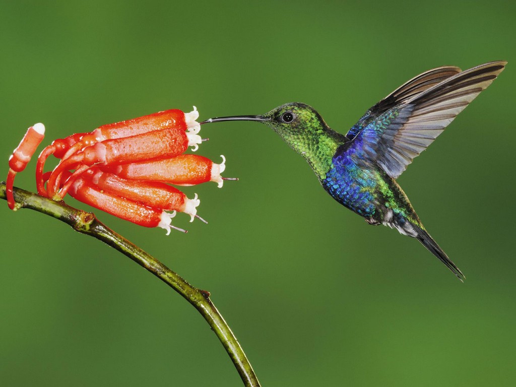 Les super pouvoirs des colibris, petits bolides de précision