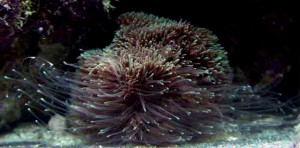 Bac récifal : agression et rivalité entre coraux 