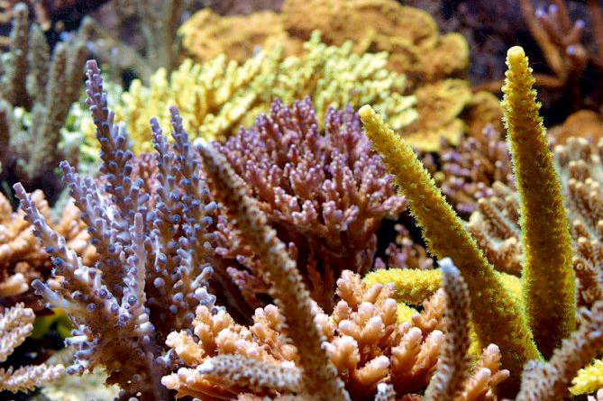 Bac récifal : agression et rivalité entre coraux 