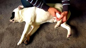 Santé : la douleur chez le chien (causes, symptômes, traitement)