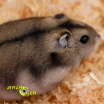 Santé : les glandes odoriférantes chez les hamsters de compagnie (emplacement, aspect, rôle)