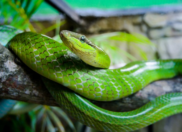 Santé : infection cutanée fongique chez le serpent (causes, symptômes, traitement)