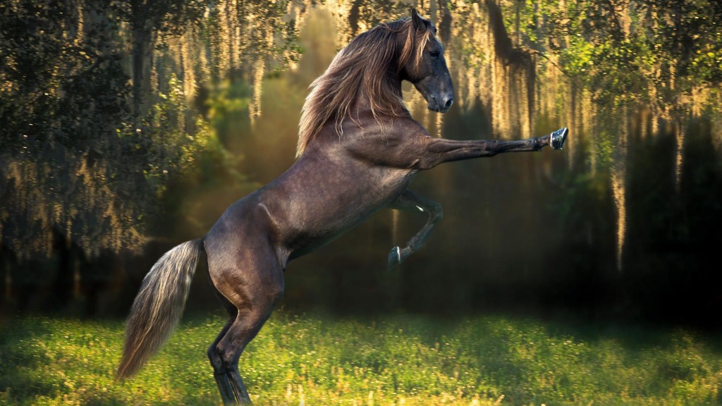 Cheval joueur, un pari pour l’éducation ?