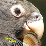 Une nouvelle aptitude découverte chez les perroquets à Madagascar