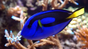 Le monde de Dory, un tsunami aquariophile et marin à venir ?