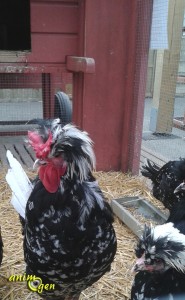 A vos poules, prêts partez !
