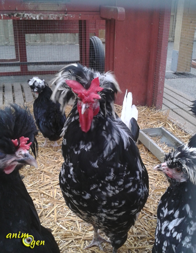 A vos poules, prêts partez !
