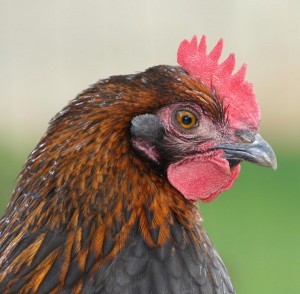 A vos poules, prêts partez !