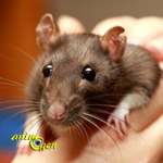 Comportement : le stress induit-il des comportements violents chez nos rats de compagnie ?