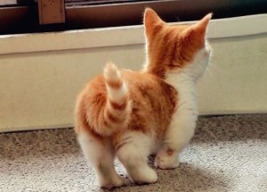 Le Munchkin, un chat court sur pattes et haut en couleurs