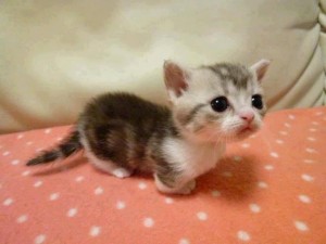 Le Munchkin, un chat court sur pattes et haut en couleurs