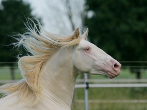 Les chevaux albinos sont-ils un mythe ?