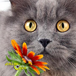 Santé : les allergies aux pollens chez le chat (causes, symptômes, traitements)