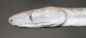 Un boa brillant découvert aux Bahamas ! (Chilabothrus argentum)