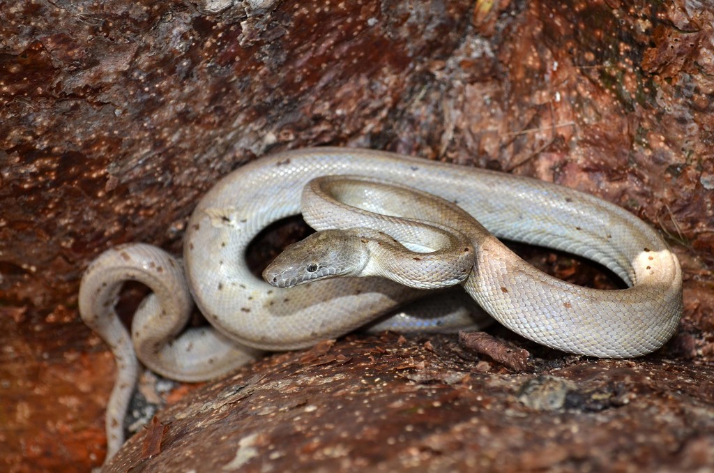 Un boa brillant découvert aux Bahamas ! (Chilabothrus argentum)