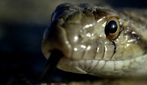 Un boa brillant découvert aux Bahamas ! (Chilabothrus argentum)