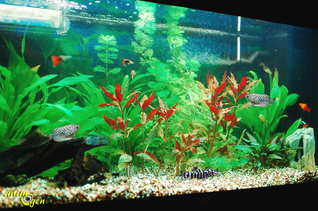 Un aquarium avec des Gouramis