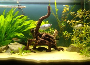 Un aquarium avec des Gouramis