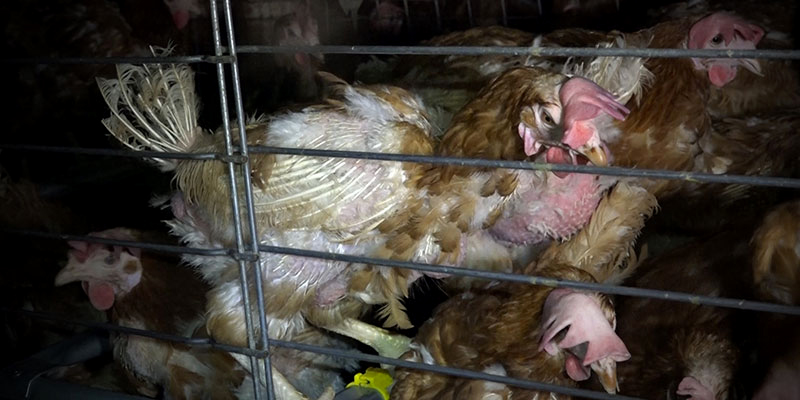 SOS : sauvez les poules du Gaec du Perrat