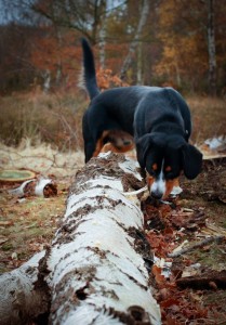 Stimulez l'odorat de votre chien par le jeu