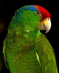 L'Amazone à joues vertes, ou Amazona viridigenalis