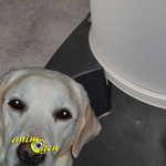 Accessoire pour chiens : gamelle à distributeur d'eau Ciottoli, d'Imac (test, avis, prix)