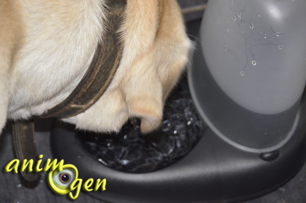 Accessoire pour chiens : gamelle à distributeur d'eau Ciottoli, d'Imac (test, avis, prix)