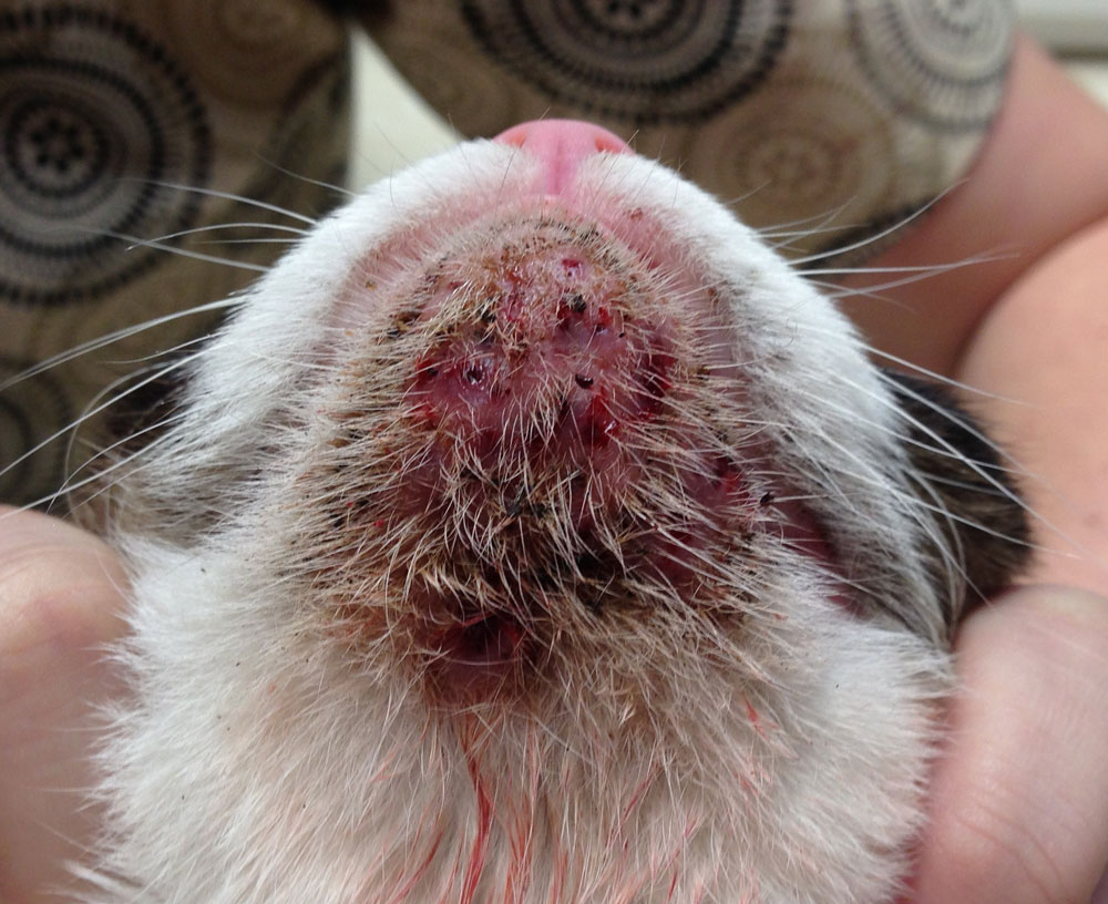 Ringworm in Dogs - Symptoms, Treatment & Information