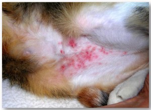 Santé : les maladies de la peau chez le chat (1ère partie)