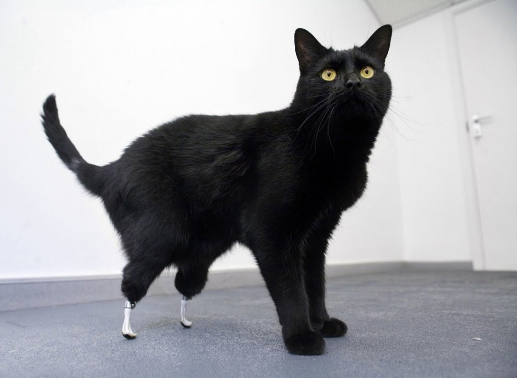 Greffe d'organes : le chat bionique