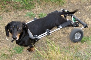 Le nez au secours de la paralysie des pattes chez le chien Jasper,Teckel (ou Dachshund)